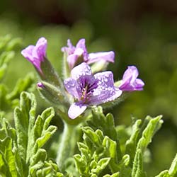 Geranium essential oil organic